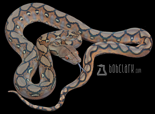 Sunfire 100% het Renick ghost and genetic stripe