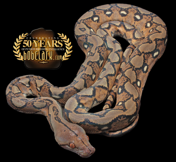 Reticulated Pythons