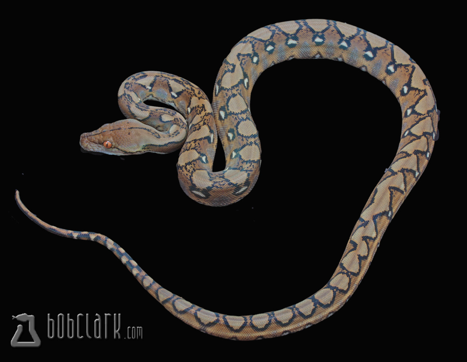 Reticulated Pythons