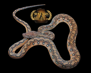Reticulated Pythons