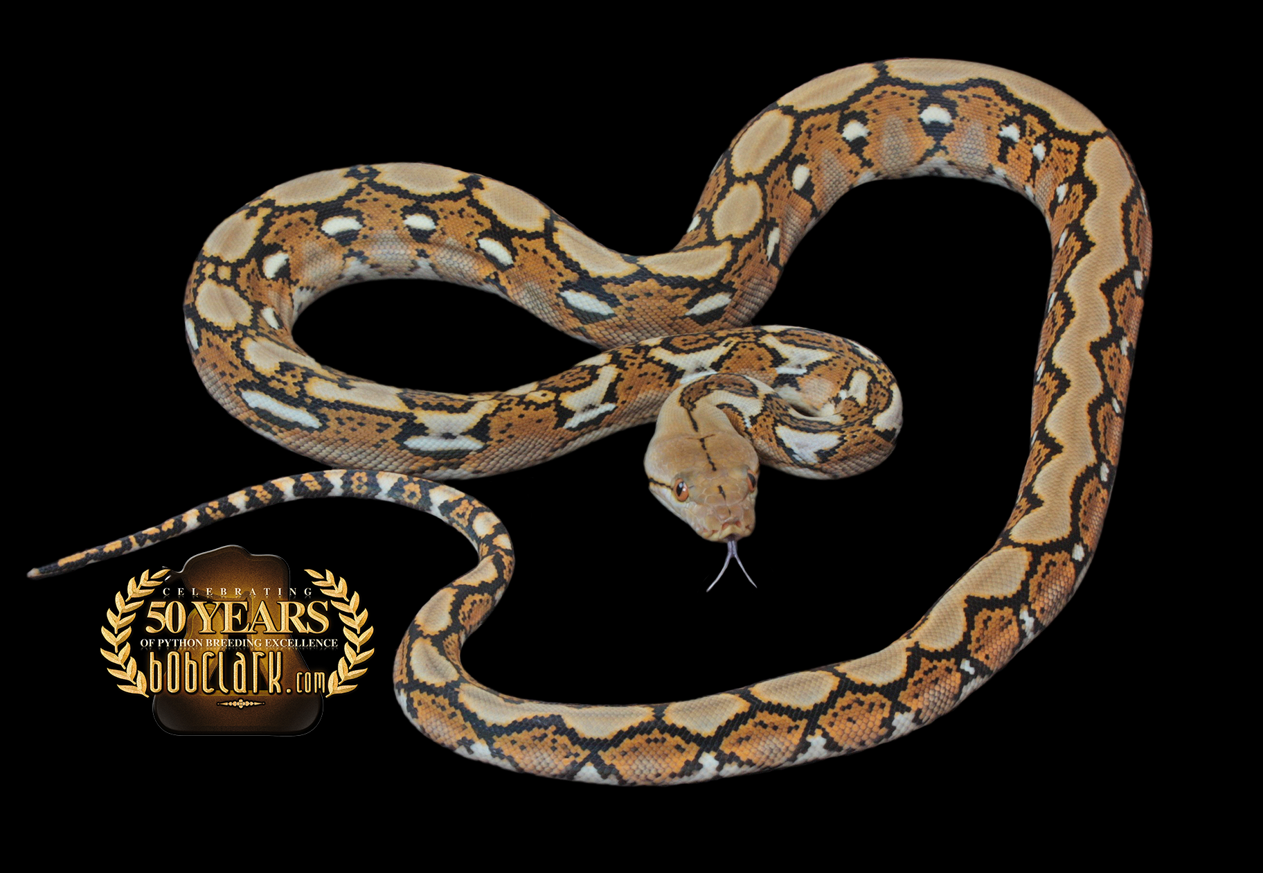 Sunfire het orange ghost stripe