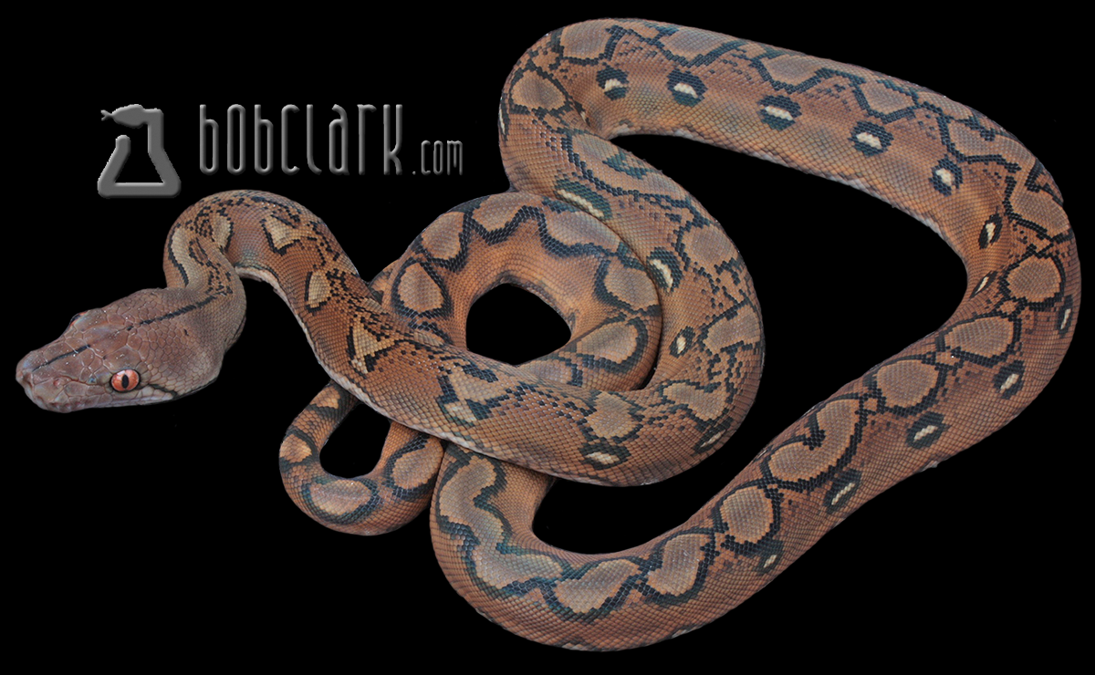 Sunfire het albino/mocha