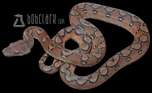 Sunfire het albino/mocha