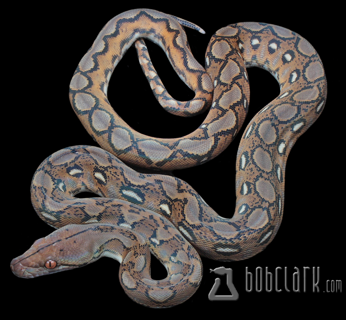 Reticulated Pythons