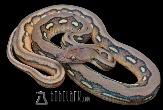 Sunfire tiger 100% het Renick ghost and genetic stripe