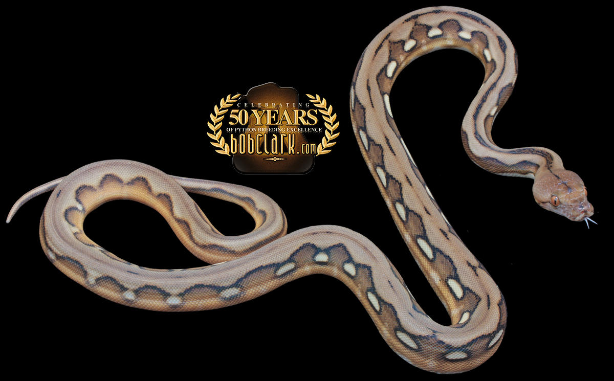 Sunfire tiger het albino