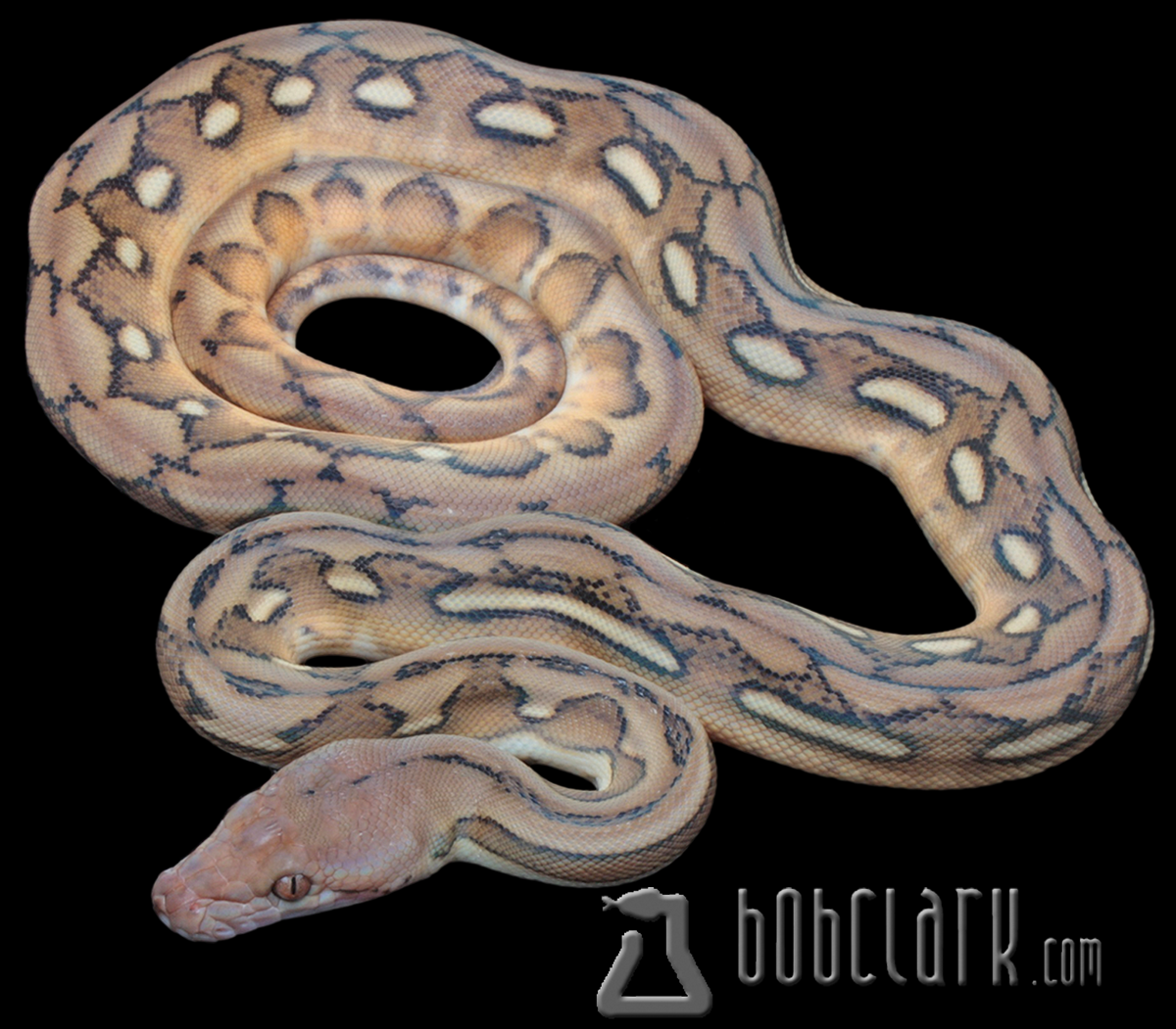 Sunfire tiger het albino