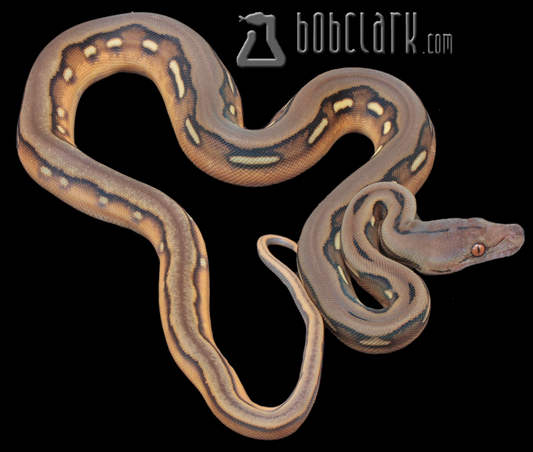 Sunfire tiger 100% het Renick ghost and genetic stripe