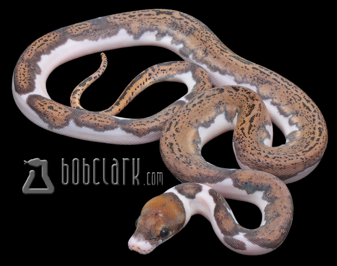 Sunfire pied