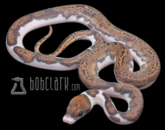 Sunfire pied