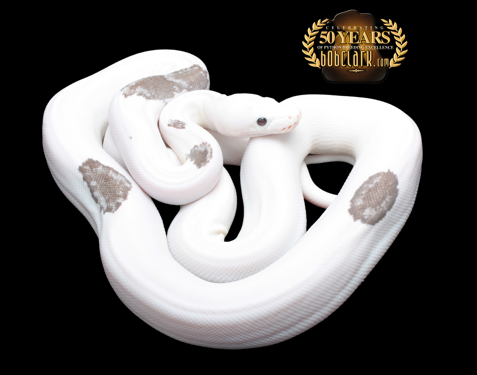 Reticulated Pythons : Super motley golden child pied 60