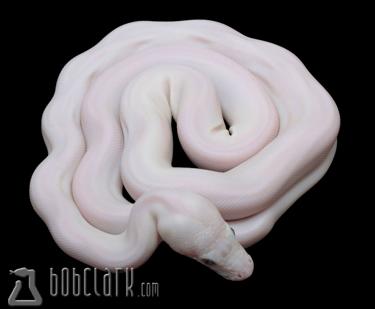 Super Phantom poss motley