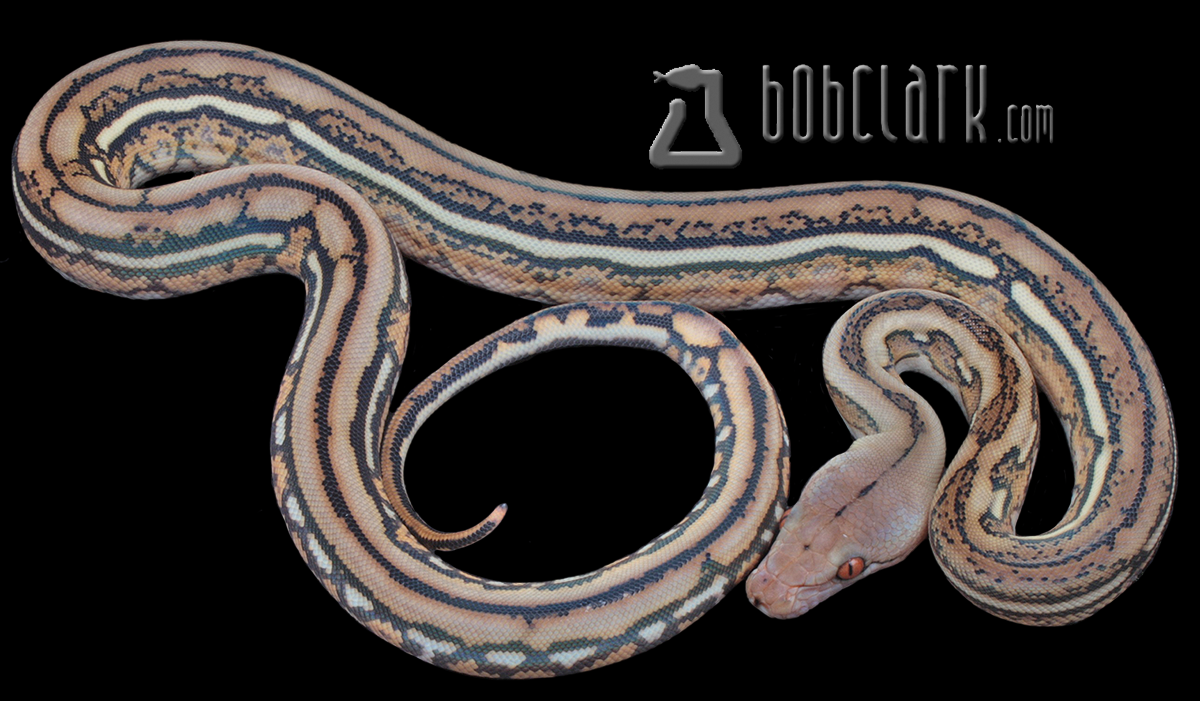 Tiger poss het mocha