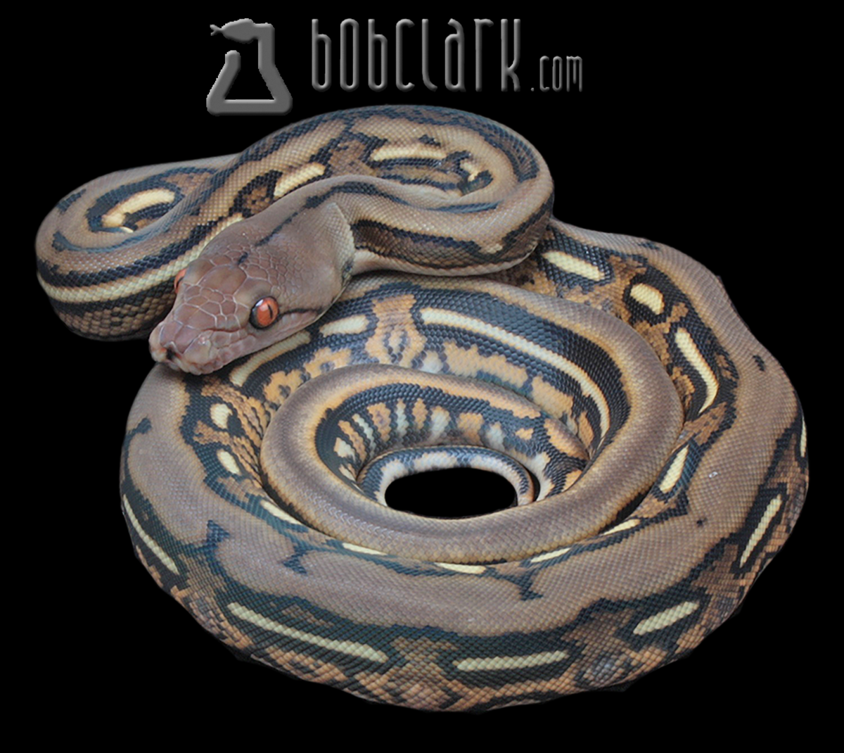 Tiger het genetic stripe and Renick ghost