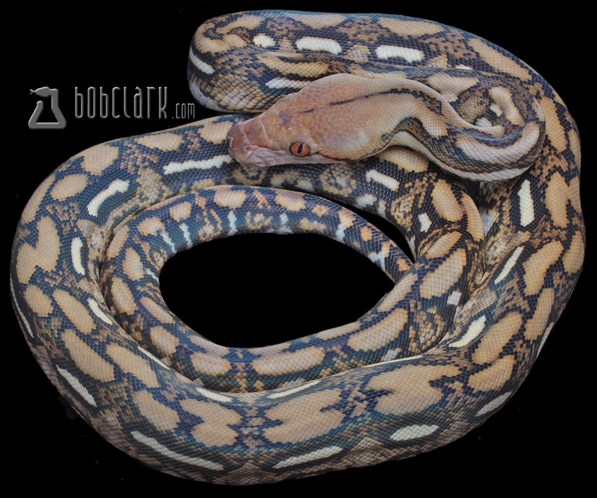 Tiger het albino