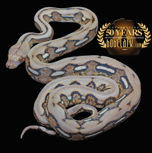 Tiger het albino