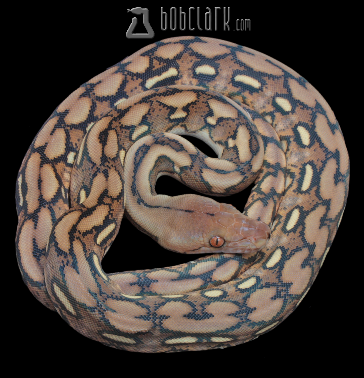 Reticulated Pythons