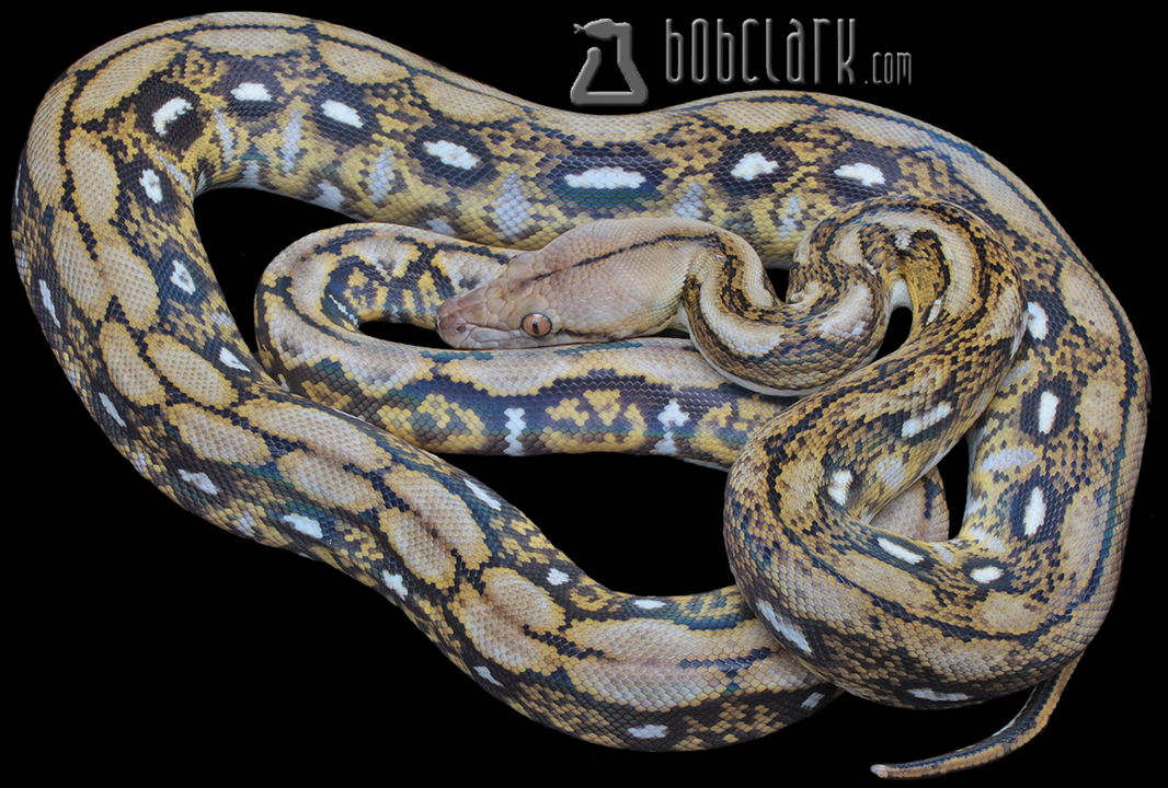 Reticulated Pythons