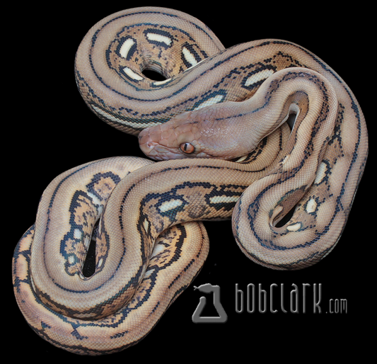 Tiger het OGS