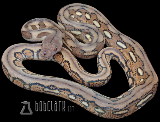 Tiger het OGS