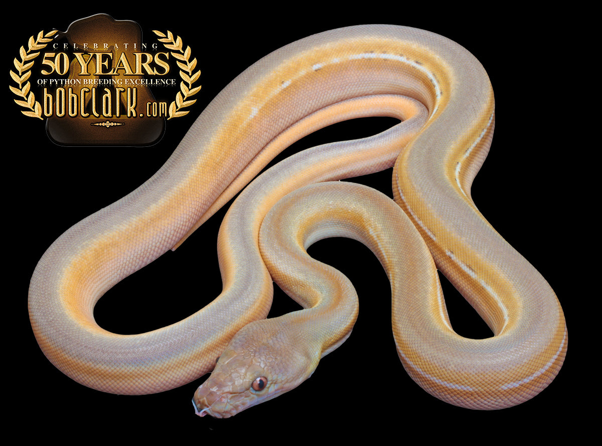 Titanium Gold Ball Python Fire titanium