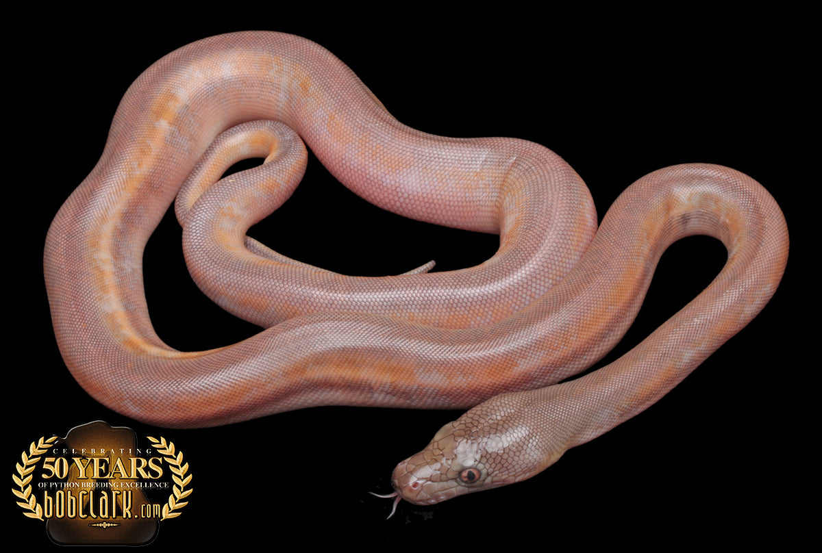 Reticulated Pythons : titanium motley fire paradox