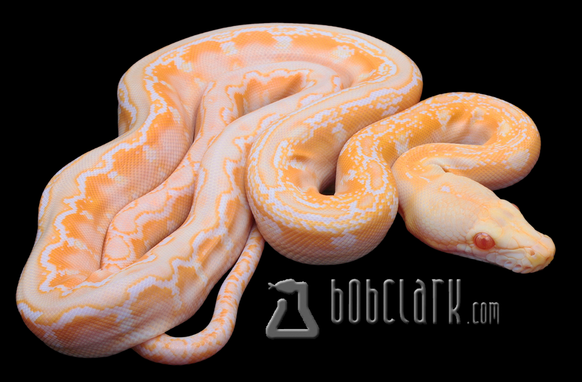Type 2 albino (amel) phantom
