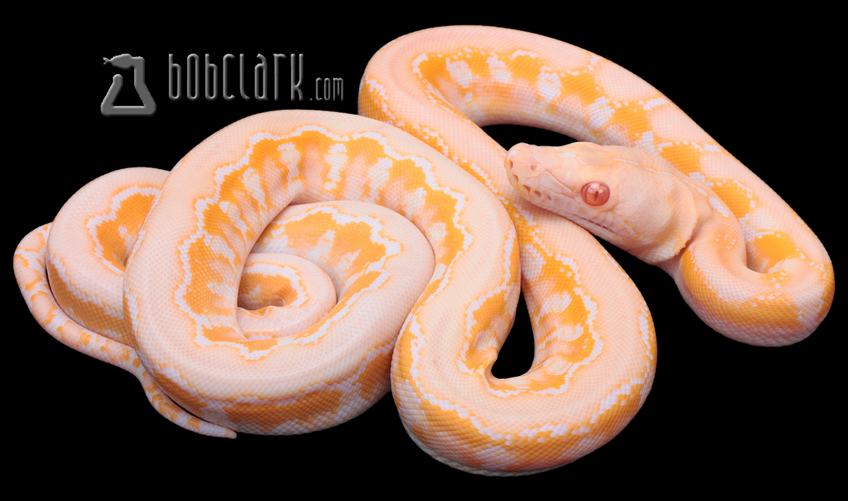 Type 2 albino (amel)