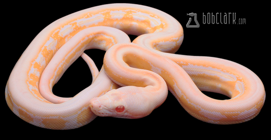 Type 2 albino (amel) tiger