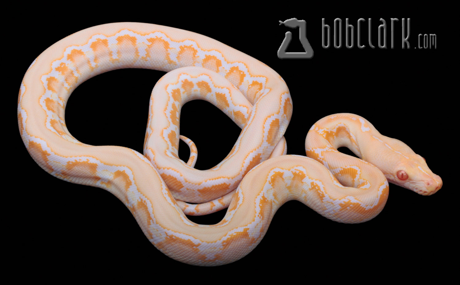 Type 2 albino (amel)