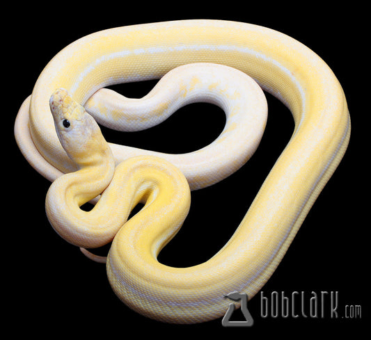 Reticulated Pythons : Ultra ivory het anery