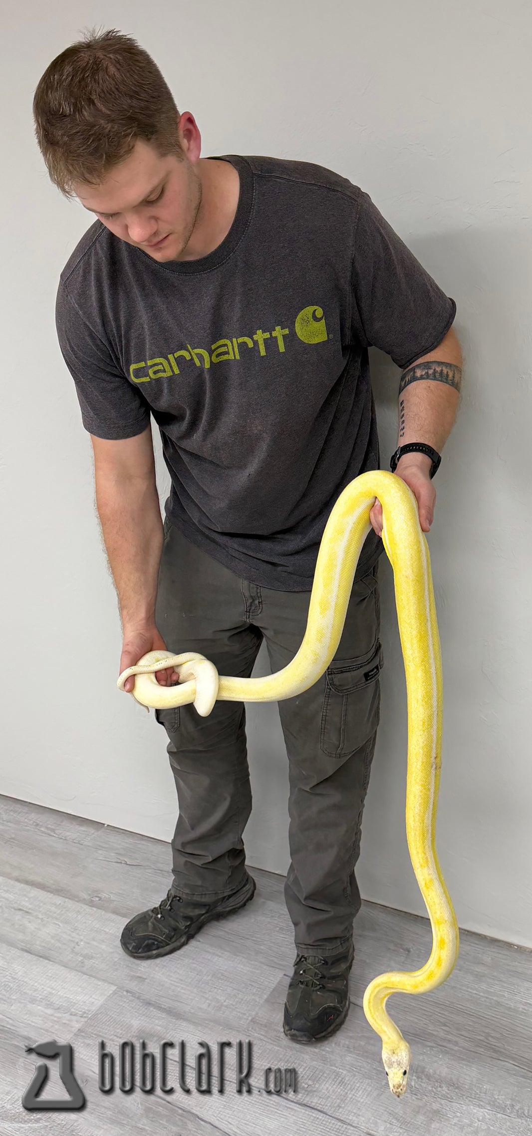 Pythons Available | Bob Clark