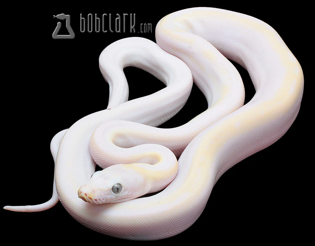 Cow Marble Reticulated Python Cow