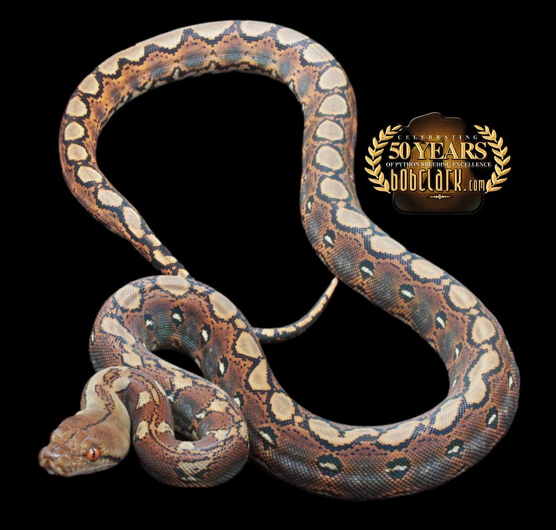 Reticulated Pythons : het orange ghost stripe