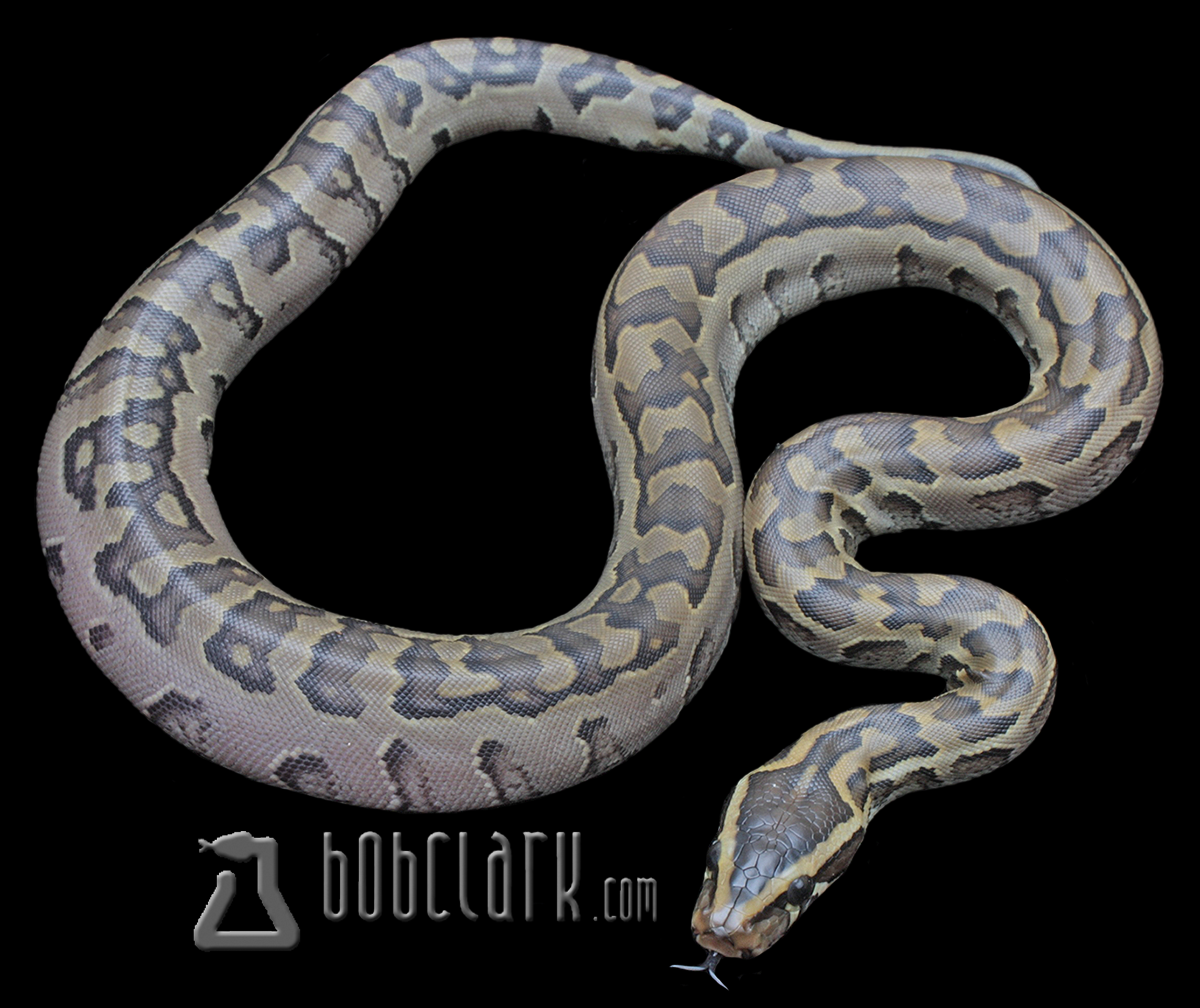 Het patternless African rock python