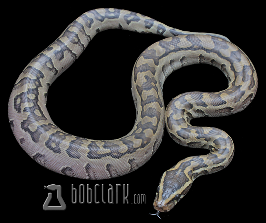 Het patternless African rock python