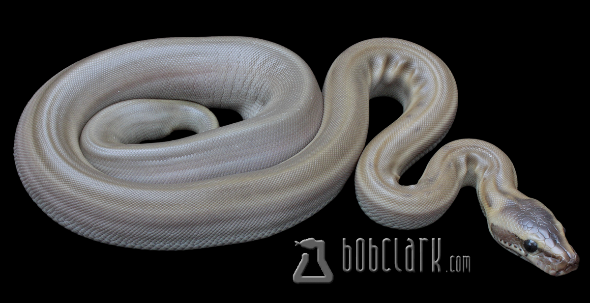 Patternless African rock python
