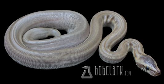 Patternless African rock python