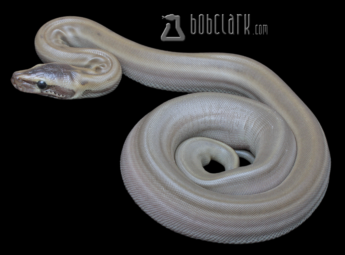 Patternless African rock python
