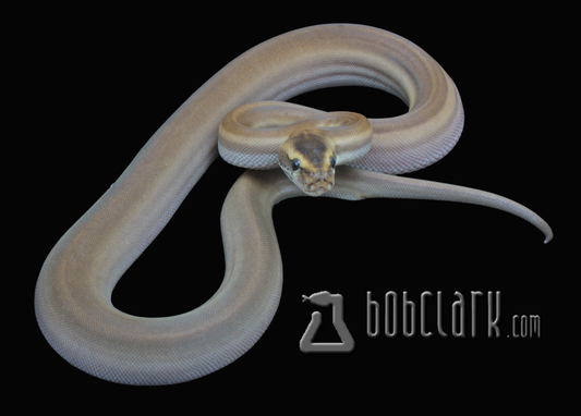 Patternless African rock python