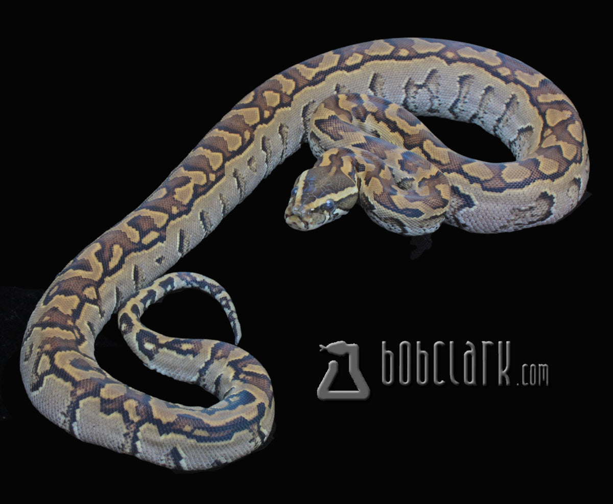 Het patternless African rock python