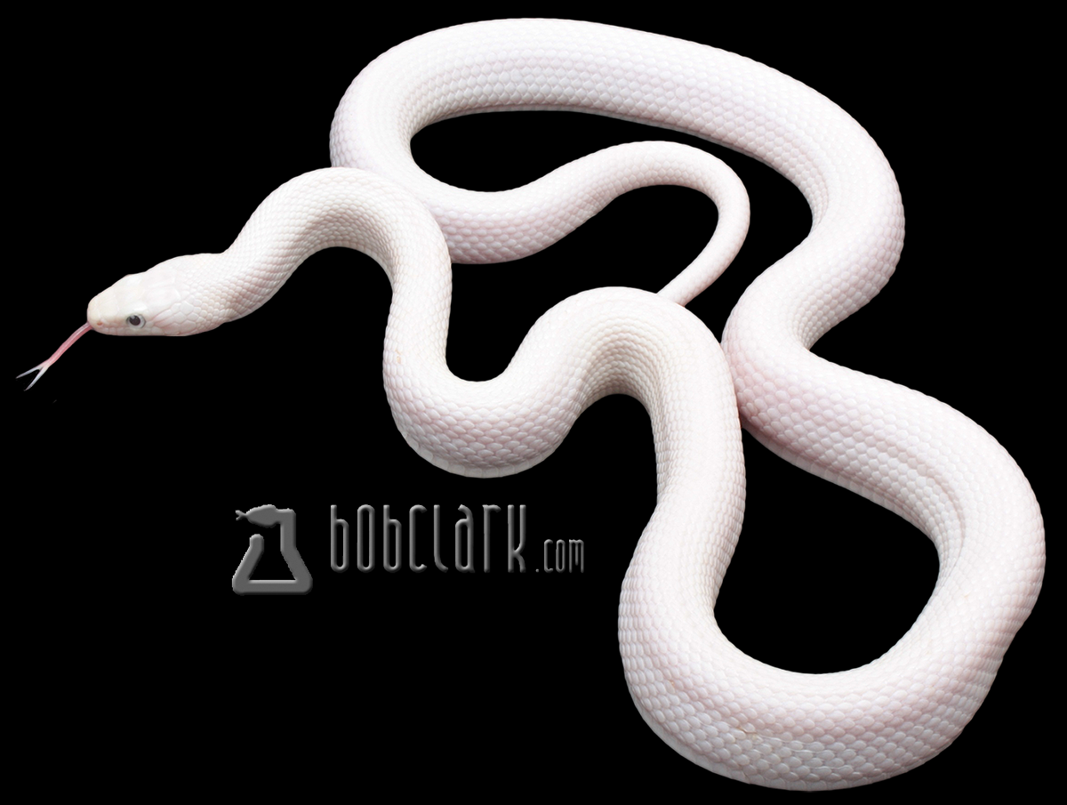 Leucistic Texas rat snake