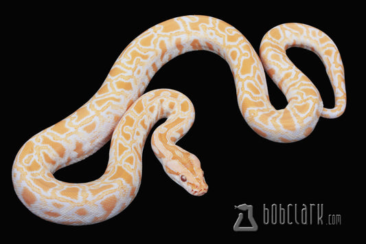 Albino double het pied and granite female